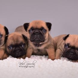 French Bulldog Puppies from Bullish Pride
