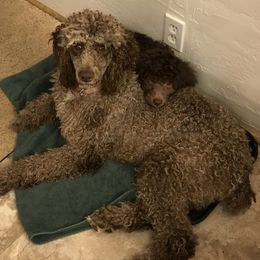 Poodles from Daisy’s Poodles