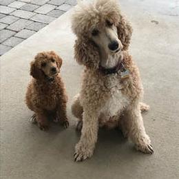 Poodle Puppies from Stunningly Sweet Standards
