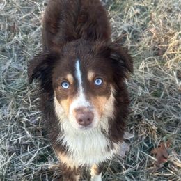 Peaches - Miniature Australian Shepherd