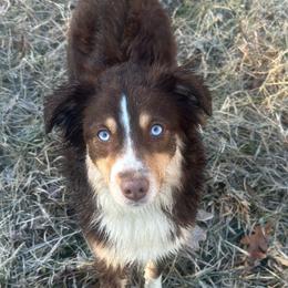 Peaches - Miniature Australian Shepherd