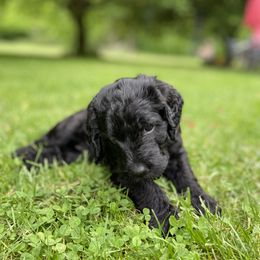Labradoodle Puppies from Pisgah Creek Doodles