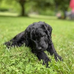 Labradoodle Puppies from Pisgah Creek Doodles