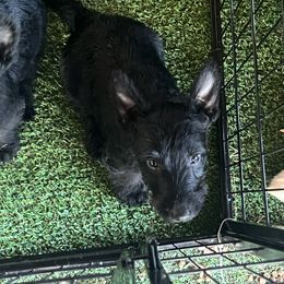 Scottish Terrier Puppies from Miranda Maynard