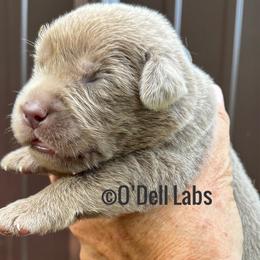 Banner - Chocolate male Labrador Retriever puppy in Sullivan, Missouri from O’Dell Labs