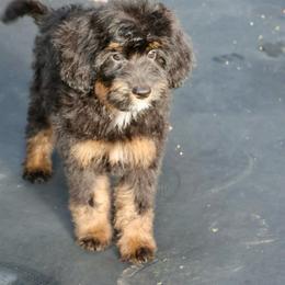 Rosie - Phantom female Bernedoodle puppy in Muskogee, Oklahoma from Lawler’s Legacy Litters