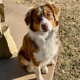 Penny - Miniature Australian Shepherd