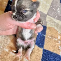 Turtle - Black sabled fawn male Chihuahua puppy in Canton, Ohio from Elysium Fields Chihuahuas