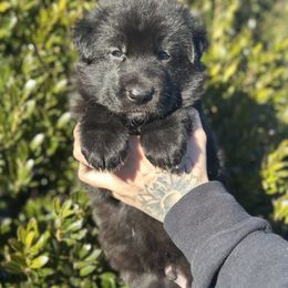 Boy 2 - Black male German Shepherd puppy in Warwick, Rhode Island from Karma Kennels