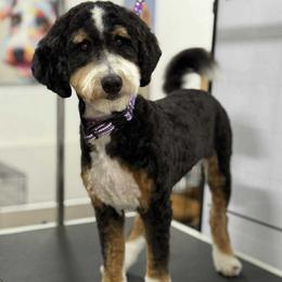 Grace - Bernedoodle