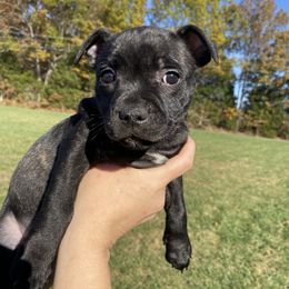 "Luna" - Black Staffordshire Bull Terrier puppy in Kentucky from Hunter's Staffordshire Bull Terriers