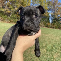 "Luna" - Black Staffordshire Bull Terrier puppy in Kentucky from Hunter's Staffordshire Bull Terriers