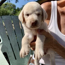 Labrador Retriever Puppies from The Sugar & Spice Ranch Labrador Retrievers