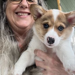 Poppie- Fawn Merle Female - Fawn merle female American Corgi puppy in Chippewa Falls, Wisconsin from Dazie Lou’s Corgis