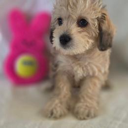 Phoebe ( burgundy ) - Merle female Schnoodle puppy in Novinger, Missouri from Stormi Sky Schnoodles