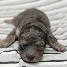 Venus - Merle female Cavapoo puppy in Salem, New Jersey from Dreamy Night Doodles