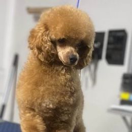 Rocky - Poodle