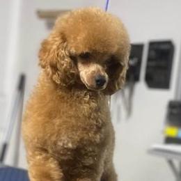 Rocky - Poodle