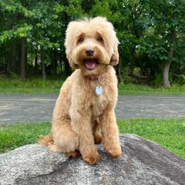 Sedona - Australian Labradoodle