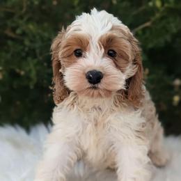 Ivy - Red and white female Cockapoo puppy in Salt Lake City, Utah from Utah Cocker Spaniels