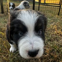 Australian Shepherd Puppies from Hamilton Farms