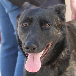 Dutch Shepherds from Dark Storm Shepherds