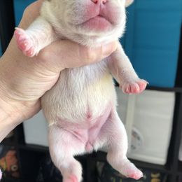 French Bulldog Puppies from Roughneck Frenchies