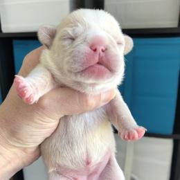 French Bulldog Puppies from Roughneck Frenchies