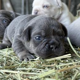 Grey collar boy - Blue male French Bulldog puppy in Brooksville, Florida from Post Farm Rottweilers & French Bulldogs