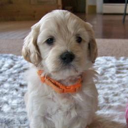 Goldendoodles and Poodles from Golden B Acres