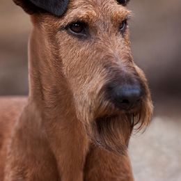 Irish Terriers from Glenstal Irish Terriers