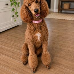 Anjelie - Poodle