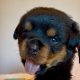 Female 2 - Black and mahogany female Rottweiler puppy in Hurdle Mills, North Carolina from Von Haenn Rottweilers