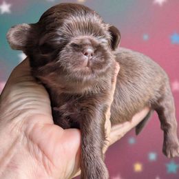 Miley - Liver female Shih Tzu puppy in Claxton, Georgia from Small Pawz Kennel