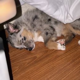 Miniature Australian Shepherd and Toy Australian Shepherd Puppies from Hochatown Awesome Aussies