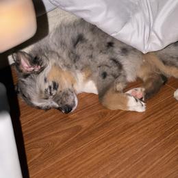Miniature Australian Shepherd and Toy Australian Shepherd Puppies from Hochatown Awesome Aussies