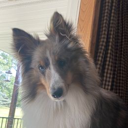 Greyson - Shetland Sheepdog