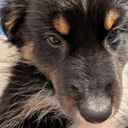 Knight - Black tri-color male Australian Shepherd puppy in Cherry Grove, Oregon from TLC Dream and Pureland Australian Shepherds