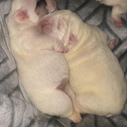 Bulldog and French Bulldog Puppies from The Georgia Bully Bunch