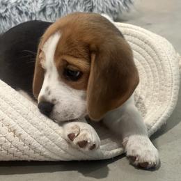 Beagle Puppies from Leslie Beagles of Leslie Farm