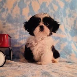 Beau - Shih Tzu