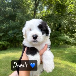 DEWALT - Gray and white male Old English Sheepdog puppy in Syracuse, Indiana from Ridgeruns OES