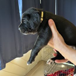 Cane Corso Puppies from Corso Dynasty