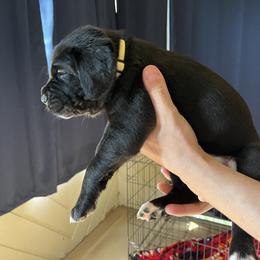 Cane Corso Puppies from Corso Dynasty