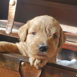 Boy 2 - Schnoodle puppy in Leitchfield, Kentucky from Eveleigh Acres Puppies