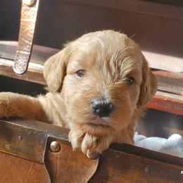 Boy 2 - Schnoodle puppy in Leitchfield, Kentucky from Eveleigh Acres Puppies