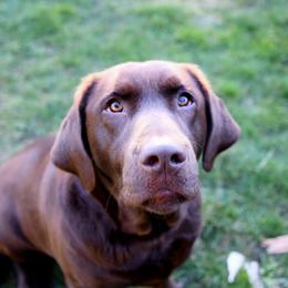 PENNY - Labrador Retriever