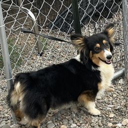 Kyra - Pembroke Welsh Corgi