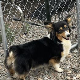 Kyra - Pembroke Welsh Corgi