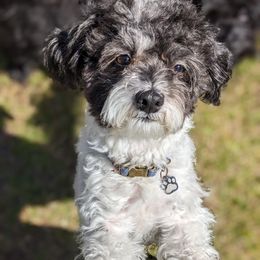 Pik - Maltipoo
